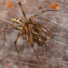 Lepthyphantes minutus