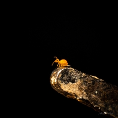 Collembola