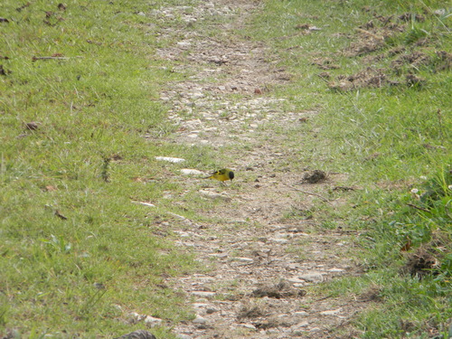 Andean Siskin (Spinus spinescens), photo 9