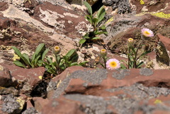 Erigeron alpinus