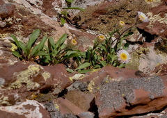 Erigeron alpinus