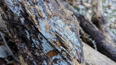 Henningsomyces candidus