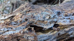 Henningsomyces candidus