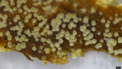 Henningsomyces candidus