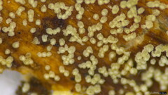 Henningsomyces candidus