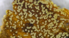 Henningsomyces candidus