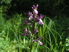 Anacamptis morio caucasica