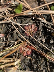 Drosera