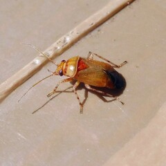 Camptozygum aequale