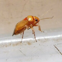 Camptozygum aequale