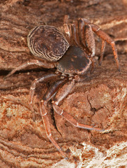 Coriarachne depressa