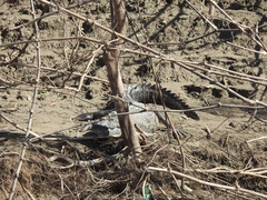 Crocodylus moreletii
