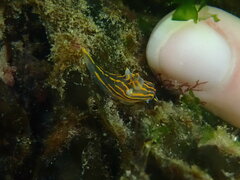 Polycera quadrilineata