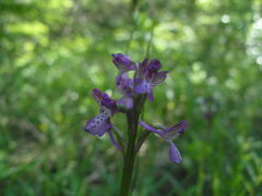Anacamptis morio caucasica