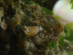 Polycera quadrilineata