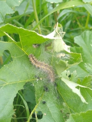 Nymphalini