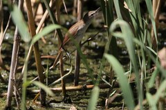 Acrocephalus gracilirostris
