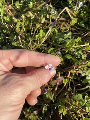 Lindernia grandiflora