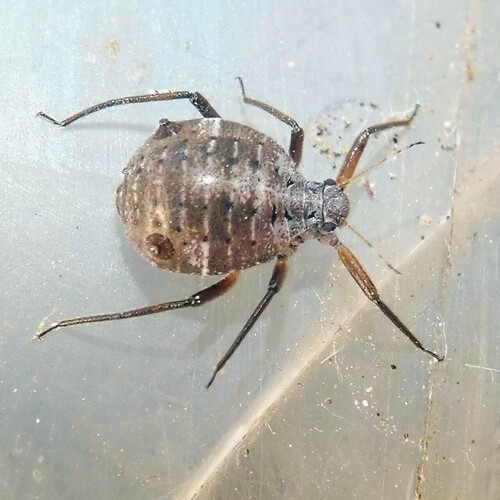 Large Cedar Aphid