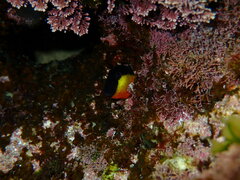 Microlipophrys canevae