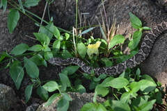 Bothrops diporus