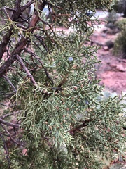 Juniperus deppeana
