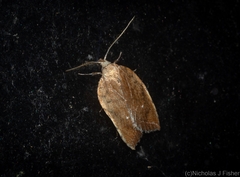 Arachnographa micrastrella