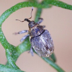 Microplontus rugulosus