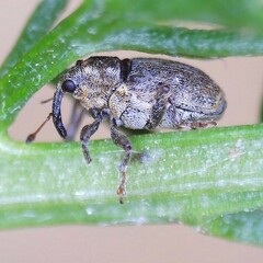 Microplontus rugulosus