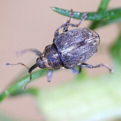 Microplontus rugulosus