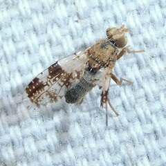Tephritis formosa