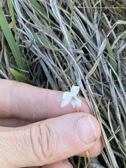 Viola vittata