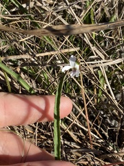 Viola vittata