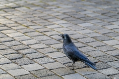 Corvus corone