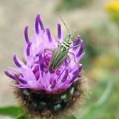 Oncotylus viridiflavus