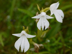 Habenaria suaveolens