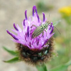 Oncotylus viridiflavus