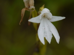 Habenaria suaveolens