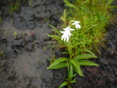 Habenaria suaveolens