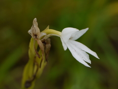 Habenaria suaveolens