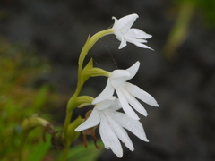 Habenaria suaveolens