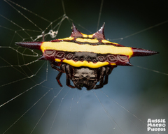 Gasteracantha fornicata
