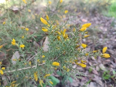 Ulex argenteus subsericeus