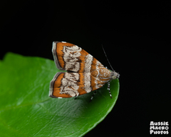 Choreutis