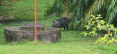 Sus scrofa vittatus