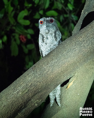 Podargus papuensis