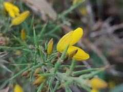 Ulex argenteus subsericeus