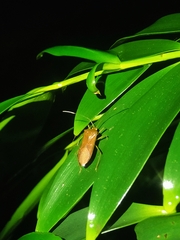 Anacanthocoris