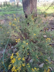 Ulex argenteus subsericeus