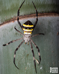 Argiope aetherea